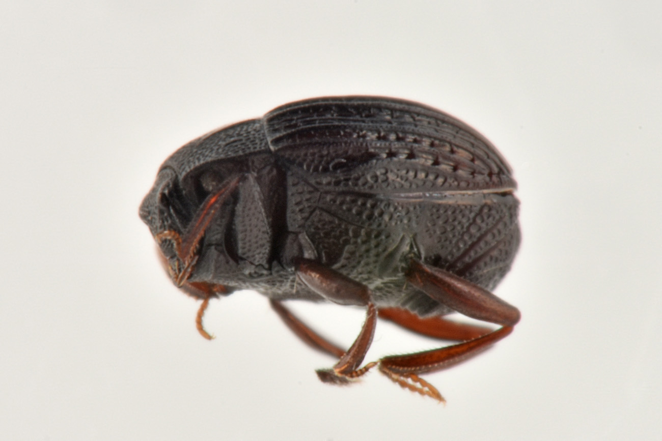 Histeridae: Onthophilus affinis